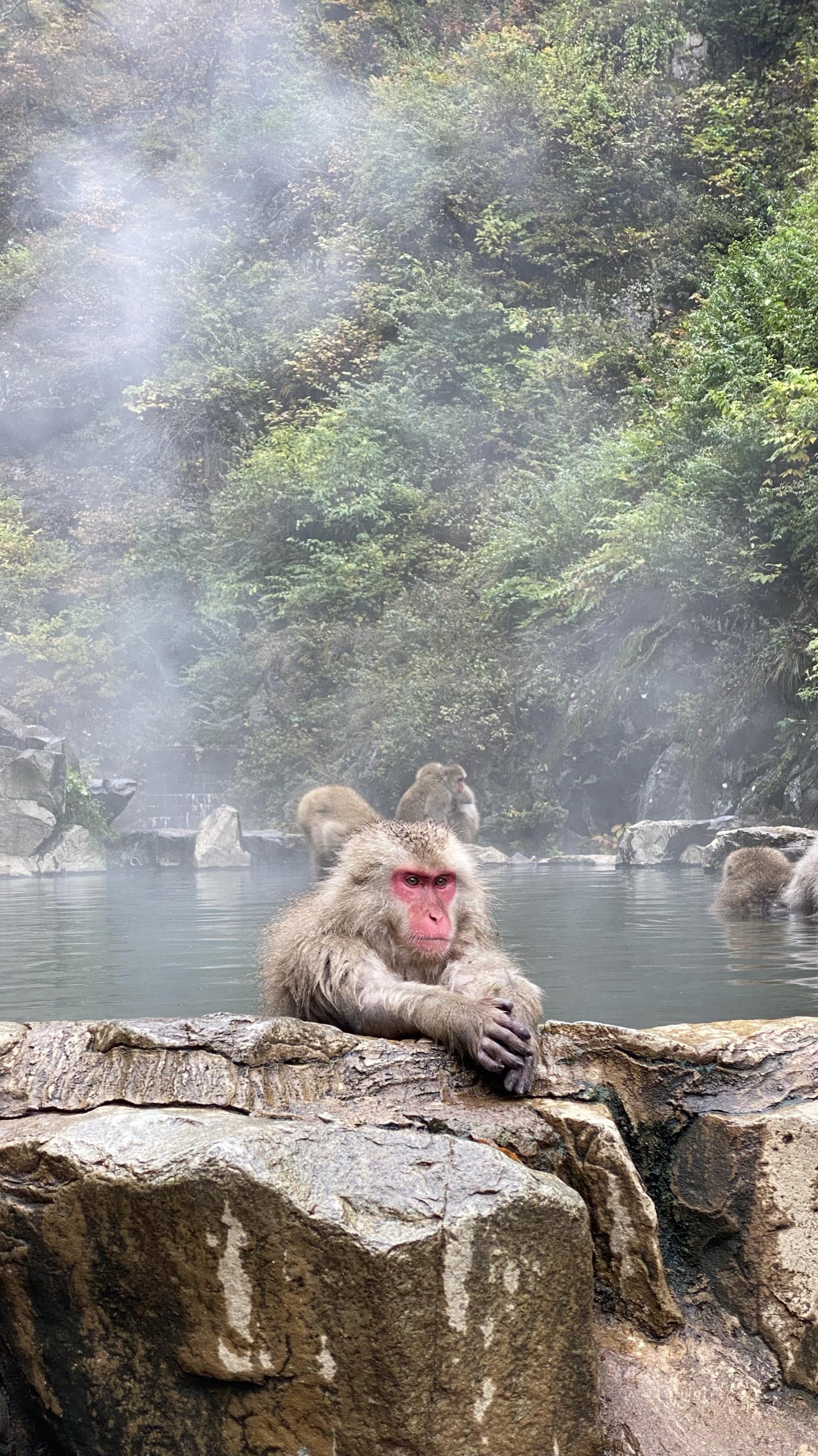 A Japanese macaque soaking in the hot spring at Jigokudani Monkey Park