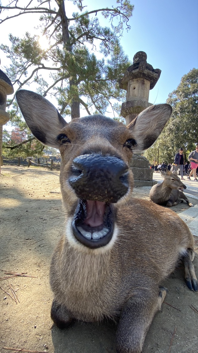 A deer sitting in Nara Park with its mouth open near a stone lantern